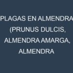 Plagas en Almendra (Prunus dulcis, Almendra amarga, Almendra dulce). Control biológico y Manejo de plagas.