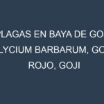 Plagas en Baya de goji (Lycium barbarum, Goji rojo, Goji común). Control biológico y Manejo de plagas.