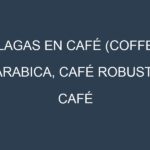 Plagas en Café (Coffea arabica, Café robusta, Café arábica). Control biológico y Manejo de plagas.