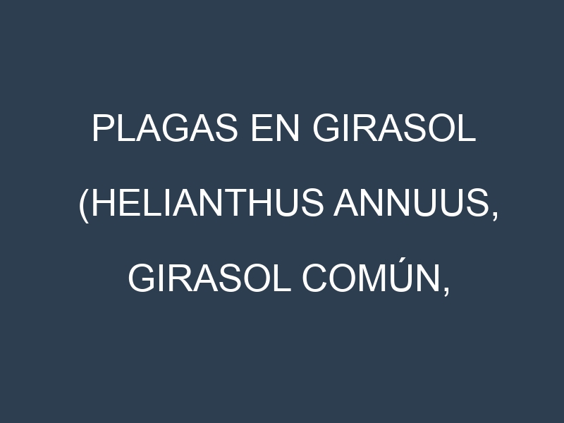 Plagas en Girasol (Helianthus annuus, Girasol común, Girasol gigante). Control biológico y Manejo de plagas.