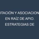 Rotación y Asociaciones en Raíz de apio. Estrategias de rotación y Beneficios de las asociaciones de cultivos.