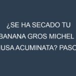 ¿Se ha secado tu Banana Gros Michel – Musa acuminata? Pasos para Detectar, Corregir y Prevenir.
