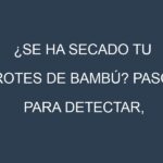 ¿Se ha secado tu Brotes de bambú? Pasos para Detectar, Corregir y Prevenir.