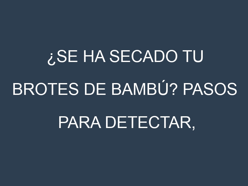 ¿Se ha secado tu Brotes de bambú? Pasos para Detectar, Corregir y Prevenir.