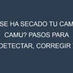 ¿Se ha secado tu Camu Camu? Pasos para Detectar, Corregir y Prevenir.