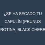 ¿Se ha secado tu Capulín (Prunus serotina, black cherry)? Pasos para Detectar, Corregir y Prevenir.