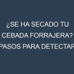 ¿Se ha secado tu Cebada forrajera? Pasos para Detectar, Corregir y Prevenir.