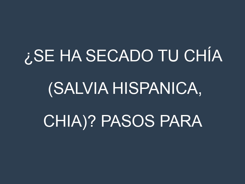 ¿Se ha secado tu Chía (Salvia hispanica, chia)? Pasos para Detectar, Corregir y Prevenir.