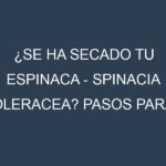 ¿Se ha secado tu Espinaca – Spinacia oleracea? Pasos para Detectar, Corregir y Prevenir.