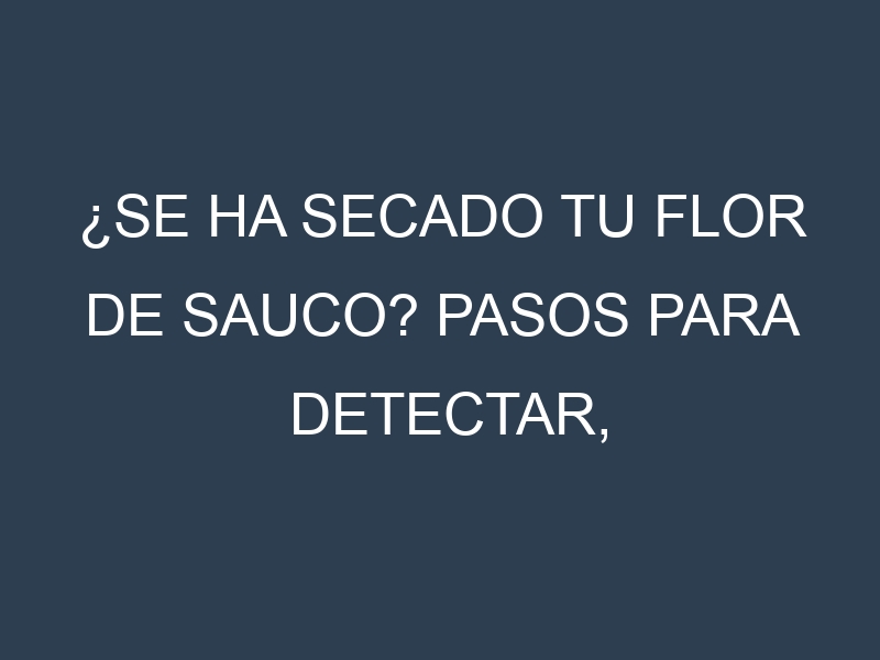 ¿Se ha secado tu Flor de sauco? Pasos para Detectar, Corregir y Prevenir.