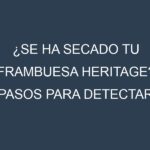 ¿Se ha secado tu Frambuesa Heritage? Pasos para Detectar, Corregir y Prevenir.