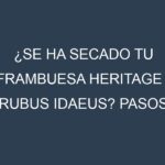 ¿Se ha secado tu Frambuesa Heritage – Rubus idaeus? Pasos para Detectar, Corregir y Prevenir.