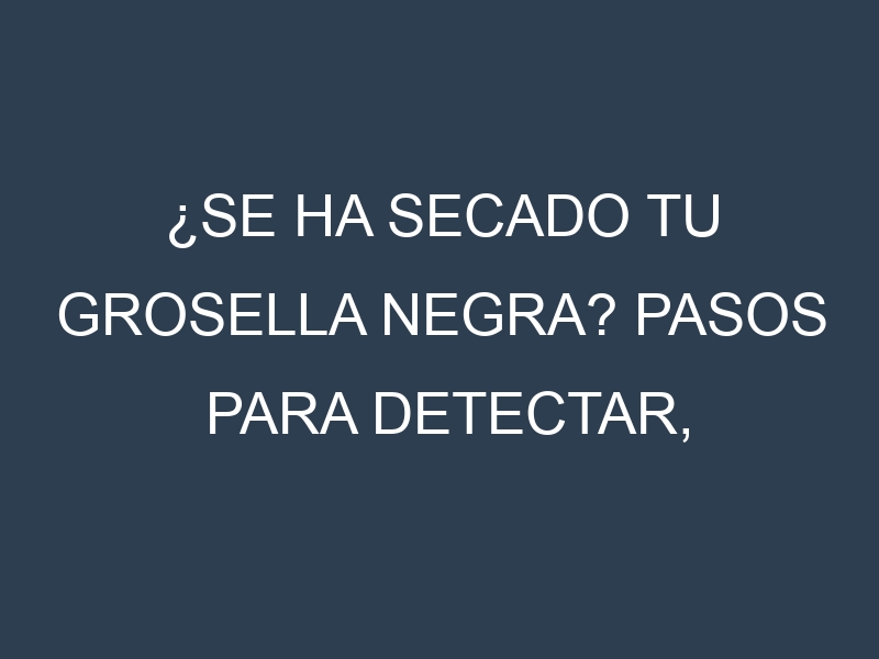 ¿Se ha secado tu Grosella negra? Pasos para Detectar, Corregir y Prevenir.