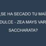 ¿Se ha secado tu Maíz dulce – Zea mays var. saccharata? Pasos para Detectar, Corregir y Prevenir.
