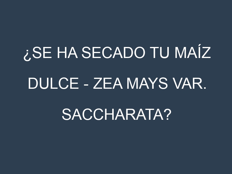 ¿Se ha secado tu Maíz dulce – Zea mays var. saccharata? Pasos para Detectar, Corregir y Prevenir.