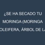 ¿Se ha secado tu Moringa (Moringa oleifera, árbol de la vida)? Pasos para Detectar, Corregir y Prevenir.