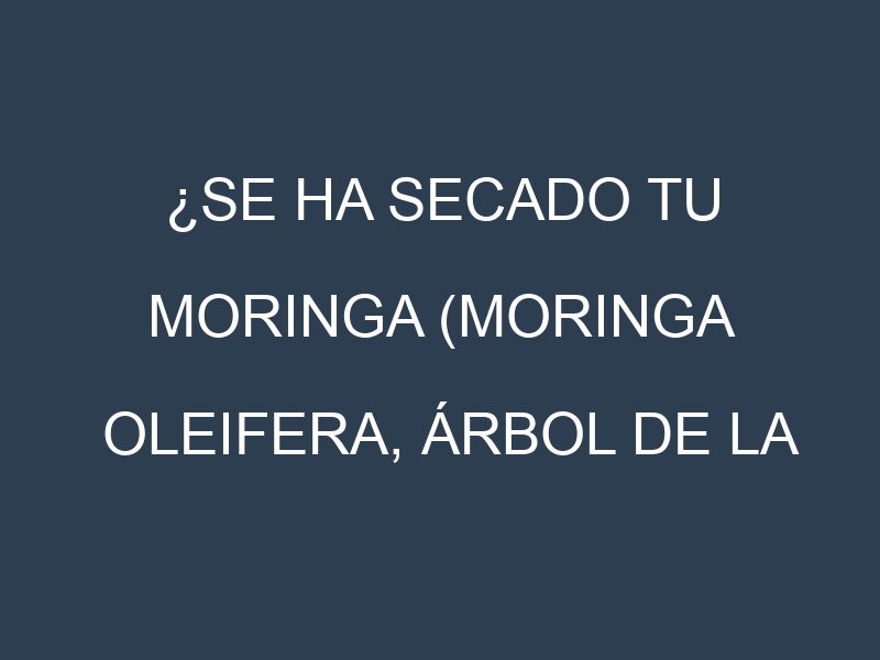 ¿Se ha secado tu Moringa (Moringa oleifera, árbol de la vida)? Pasos para Detectar, Corregir y Prevenir.