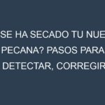 ¿Se ha secado tu Nuez pecana? Pasos para Detectar, Corregir y Prevenir.