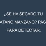 ¿Se ha secado tu Plátano Manzano? Pasos para Detectar, Corregir y Prevenir.