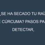 ¿Se ha secado tu Raíz de cúrcuma? Pasos para Detectar, Corregir y Prevenir.