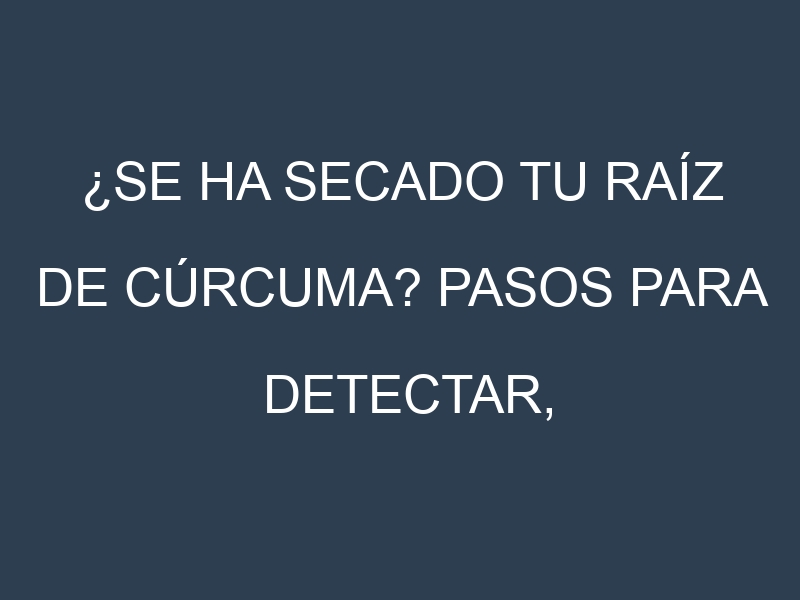 ¿Se ha secado tu Raíz de cúrcuma? Pasos para Detectar, Corregir y Prevenir.