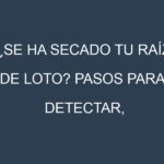 ¿Se ha secado tu Raíz de loto? Pasos para Detectar, Corregir y Prevenir.