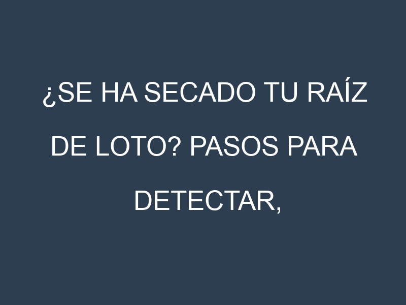 ¿Se ha secado tu Raíz de loto? Pasos para Detectar, Corregir y Prevenir.