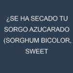 ¿Se ha secado tu Sorgo azucarado (Sorghum bicolor, sweet sorghum)? Pasos para Detectar, Corregir y Prevenir.