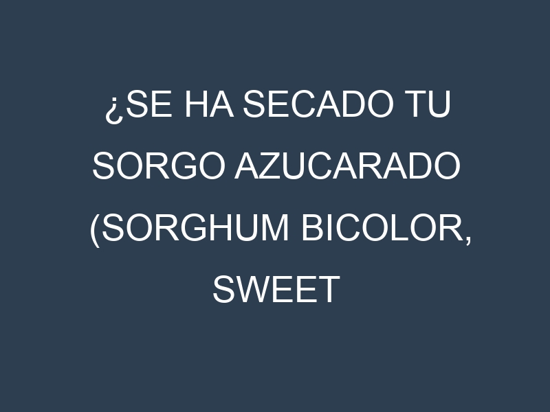 ¿Se ha secado tu Sorgo azucarado (Sorghum bicolor, sweet sorghum)? Pasos para Detectar, Corregir y Prevenir.