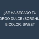 ¿Se ha secado tu Sorgo dulce (Sorghum bicolor, sweet sorghum)? Pasos para Detectar, Corregir y Prevenir.