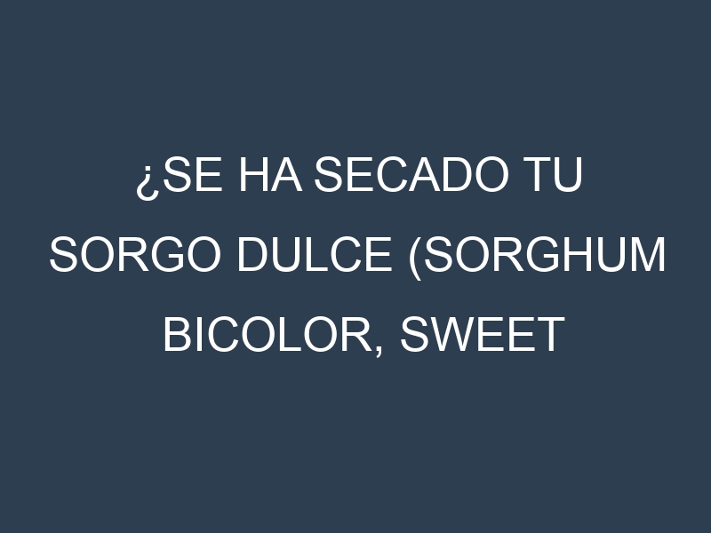 ¿Se ha secado tu Sorgo dulce (Sorghum bicolor, sweet sorghum)? Pasos para Detectar, Corregir y Prevenir.