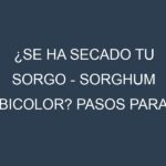¿Se ha secado tu Sorgo – Sorghum bicolor? Pasos para Detectar, Corregir y Prevenir.