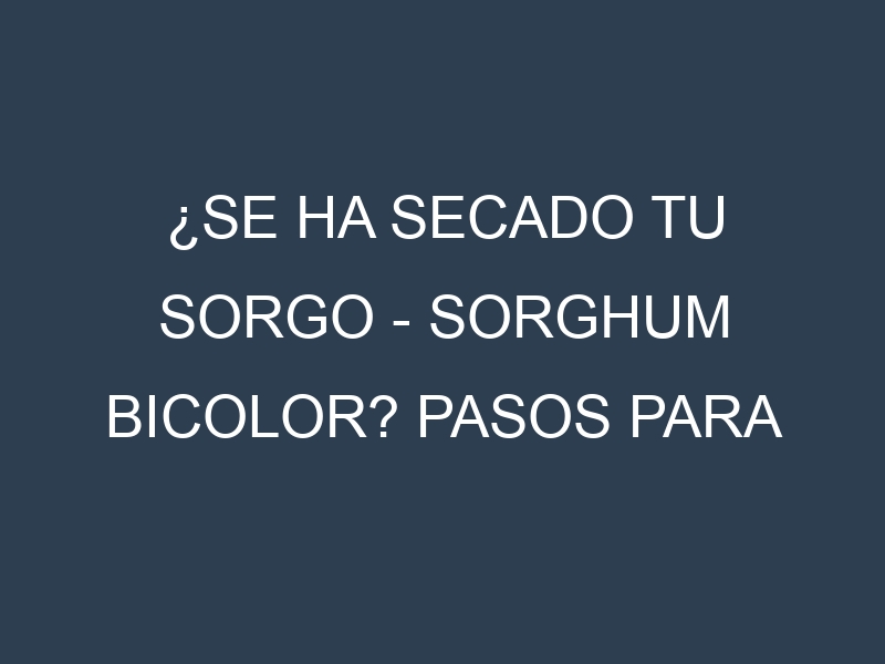 ¿Se ha secado tu Sorgo – Sorghum bicolor? Pasos para Detectar, Corregir y Prevenir.