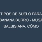 Tipos de suelo para Banana Burro – Musa balbisiana. Cómo ajustar las condiciones del suelo.