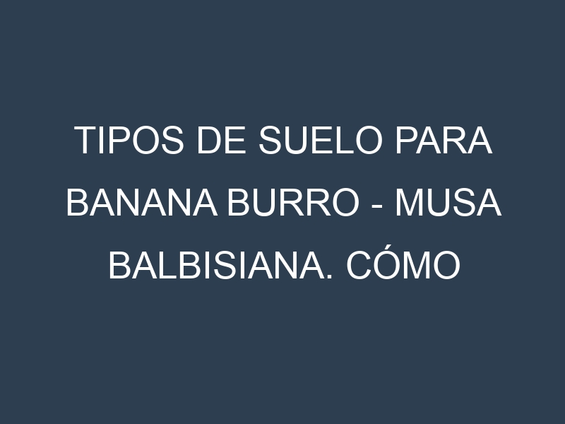 Tipos de suelo para Banana Burro – Musa balbisiana. Cómo ajustar las condiciones del suelo.
