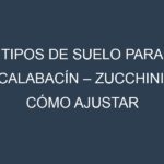 Tipos de suelo para Calabacín – Zucchini. Cómo ajustar las condiciones del suelo.