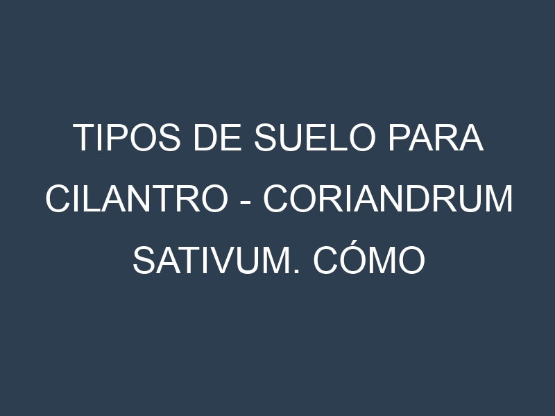 Tipos de suelo para Cilantro – Coriandrum sativum. Cómo ajustar las condiciones del suelo.