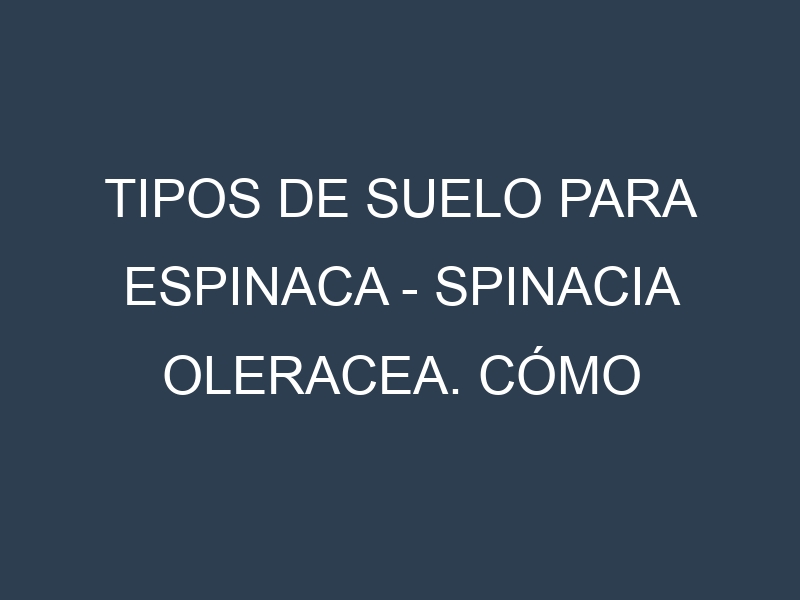 Tipos de suelo para Espinaca – Spinacia oleracea. Cómo ajustar las condiciones del suelo.