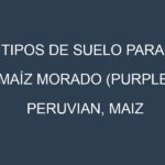 Tipos de suelo para Maíz morado (Purple Peruvian, Maiz Morado, Kculli, Black Aztec, Blue Corn). Cómo ajustar las condiciones del suelo.