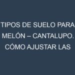 Tipos de suelo para Melón – Cantalupo. Cómo ajustar las condiciones del suelo.
