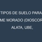 Tipos de suelo para Ñame morado (Dioscorea alata, Ube, Purple Yam, Dioscorea Esculenta, Malanga). Cómo ajustar las condiciones del suelo.