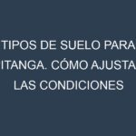 Tipos de suelo para Pitanga. Cómo ajustar las condiciones del suelo.