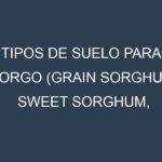 Tipos de suelo para Sorgo (Grain sorghum, Sweet sorghum, Forage sorghum, Biomass sorghum, Milo). Cómo ajustar las condiciones del suelo.