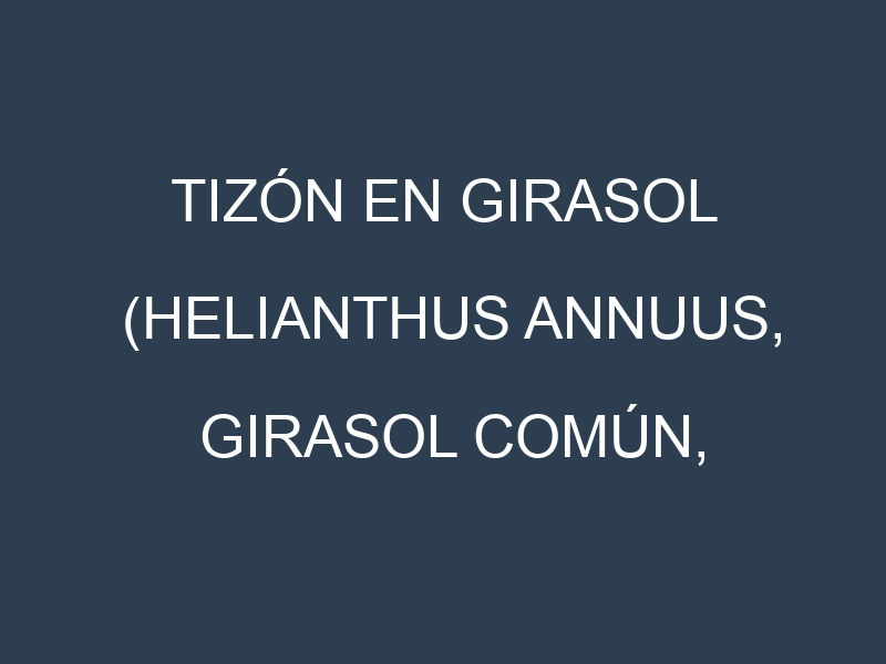 Tizón en Girasol (Helianthus annuus, Girasol común, Girasol gigante): Causas, Síntomas y Estrategias de Control en Cultivos