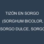 Tizón en Sorgo (Sorghum bicolor, Sorgo dulce, Sorgo forrajero): Causas, Síntomas y Estrategias de Control en Cultivos