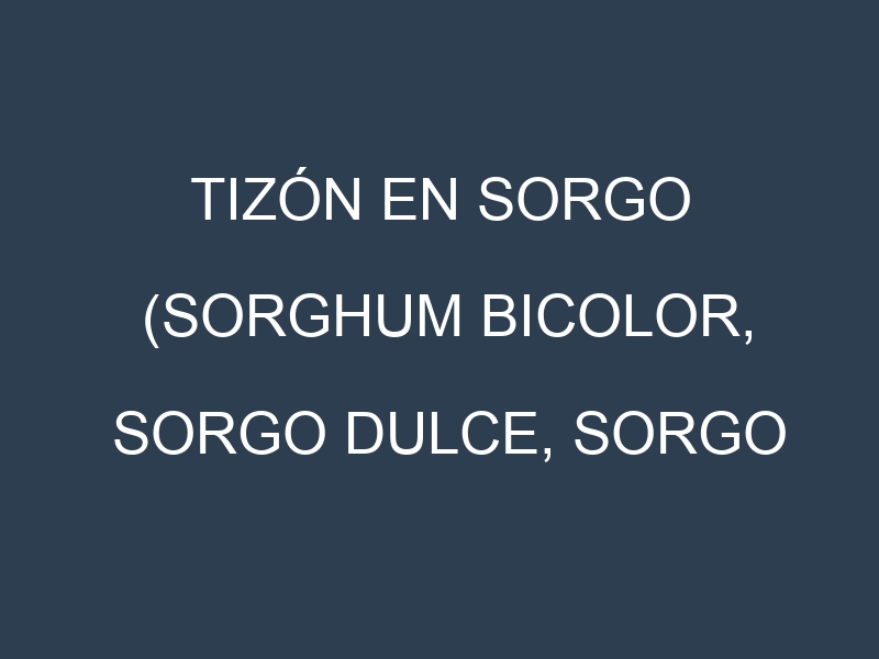 Tizón en Sorgo (Sorghum bicolor, Sorgo dulce, Sorgo forrajero): Causas, Síntomas y Estrategias de Control en Cultivos
