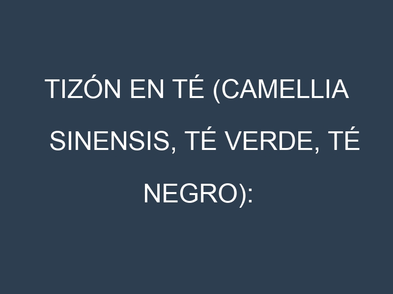 Tizón en Té (Camellia sinensis, Té verde, Té negro): Causas, Síntomas y Estrategias de Control en Cultivos