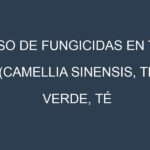 Uso de Fungicidas en Té (Camellia sinensis, Té verde, Té negro): Todo lo que Necesitas Saber