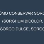 Cómo conservar Sorgo (Sorghum bicolor, Sorgo dulce, Sorgo forrajero).