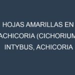 Hojas amarillas en Achicoria (Cichorium intybus, Achicoria amarga, Achicoria de hoja). Manchas amarillas en Achicoria (Cichorium intybus, Achicoria amarga, Achicoria de hoja)